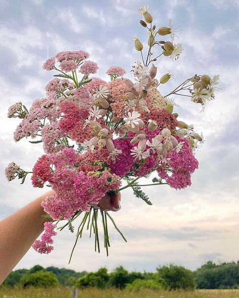 Marlee Rose Imbarrato - FLEUR on Instagram: “Summer fillers 🌸✨ yarrow ‘summer berries’ and ‘silene blushing lanterns’ . . . . . #wedding #bouquet #garden #floretfarm #magnolia…” Yarrow Wedding, Yarrow Bouquet, Lanterns Wedding, Berry Bouquet, Bouquet Garden, Taylor Wedding, Achillea Millefolium, Cut Flower Garden, Summer Berries