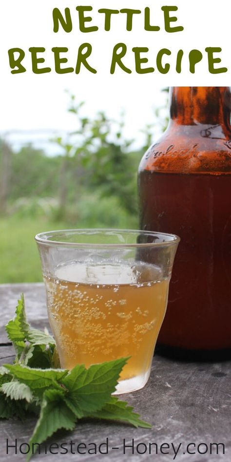 Nettles, also known as Stinging Nettles, are delicious and versatile wild plants. Their signature sting disappears when the nettles are cooked, so they can be harvested as greens, drunk as a mineral-rich tea, or even used to make this delicious nettle beer recipe. #homebrewing #nettle #beer #foraging Herbal Beer Recipes, Nettle Beer, Nettle Powder, Prebiotic Soda, Nettle Recipes, Herbs Recipes, Wine Yoga, Homemade Wine Recipes, Fermented Foods Benefits