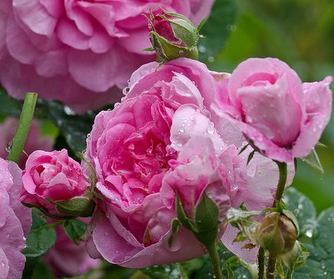 Ispahan Rose Damask Rose, Regency Era Fashion, Pink Garden, Pink Art, Peonies, Nature Inspiration, Most Beautiful, Beautiful Flowers, Blossom