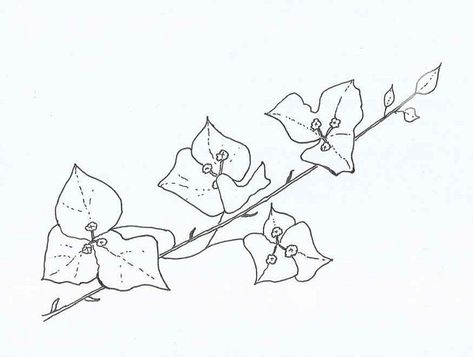 Plant Coloring Pages, Bougainvillea Plant, Chinese Painting Flowers, Flower Drawing Tutorials, Sup Yoga, Cute Tiny Tattoos, Flower Art Drawing, Nature Art Painting, Botanical Drawings