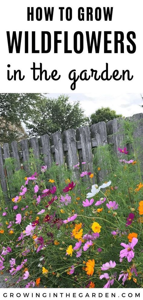 Follow The Yellow Brick Home - How to Create a Wildflower Meadow in your Garden – Follow The Yellow Brick Home Wildflowers In Garden, How To Plant A Wild Flower Garden, How To Plant Wildflowers, Wild Flower Garden Landscaping, Meadow Yard, Wildflower Garden Front Yard, Shade Wildflowers, Washington Garden, Southwest Landscaping