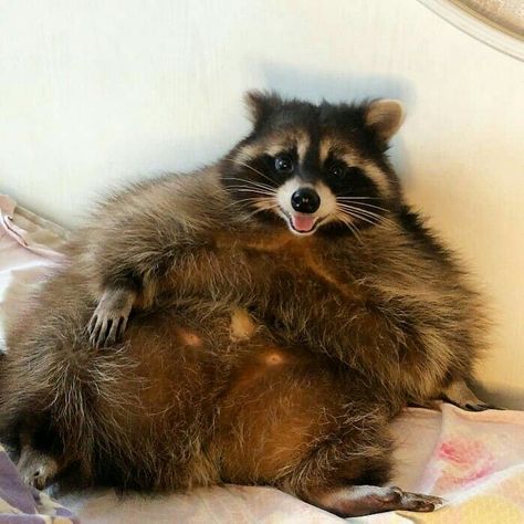 Fat Raccoon