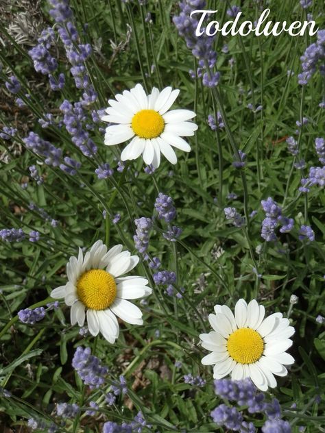 Todolwen (new): Of Lavender And Daisies And Other Pretty Blooms .. Lavender And Daisy, Lavender And Daisies, Daisy Aesthetic, Front Driveway, Driveway Garden, Nothing But Flowers, My Garden, Driveway, Just Love