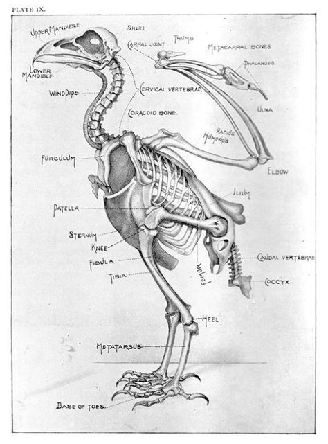 Eagle Skeleton, Skeleton Photo, Bird Skeleton, Bird Bones, Skeleton Anatomy, Skeleton Drawings, Animal Skeletons, Nature Projects, Crow Bird