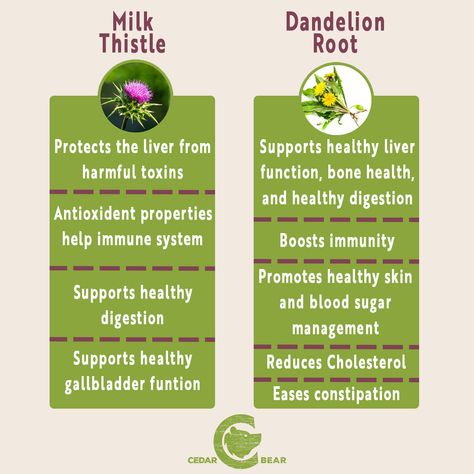 Herbs For Liver, Benefits Of Milk Thistle, Milk Thistle Benefits, Benefits Of Milk, Milk Thistle Tea, Dandelion Benefits, Dandelion Root Tea, Tea Health Benefits, Herbal Tinctures