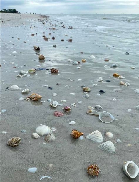 Sanibel & Captiva Islands,Florida | Sanibel Island Florida | Facebook Captiva Island Florida, Sanibel Island Florida, Top Places To Travel, Captiva Island, Sanibel Island, Florida Travel, Places To Travel, Sea Shells, Shells