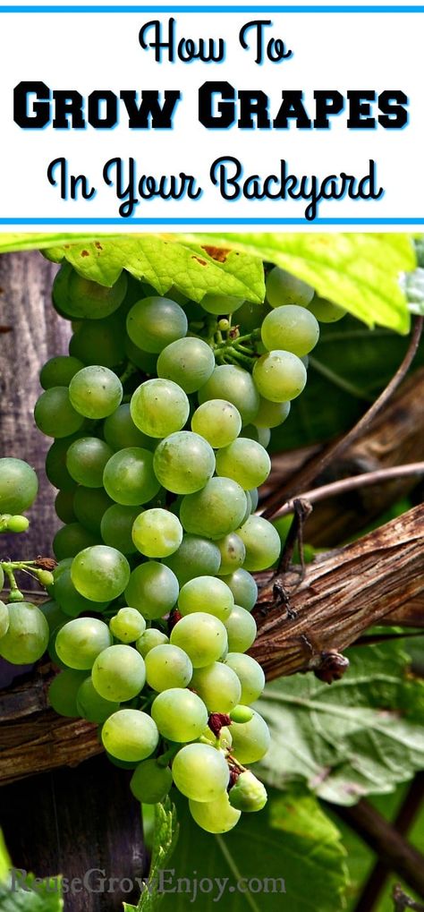 treat How To Grow Grapes, Grapes Growing, Grow Grapes, Backyard Garden Beds, Grape Plant, Aquaponics Diy, Backyard Garden Landscape, Garden Vines, Small Backyard Gardens