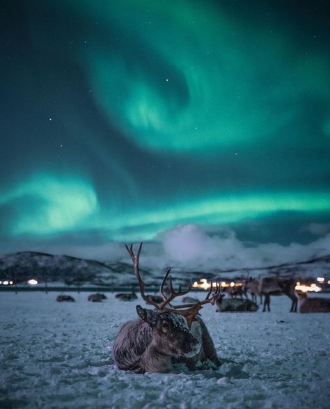 Tromso Norway Winter, Norway Reindeer, Northern Lights Finland, Norway Wallpaper, Winter Northern Lights, Norway Winter, Tromso Norway, Norway Nature, Northern Lights Norway