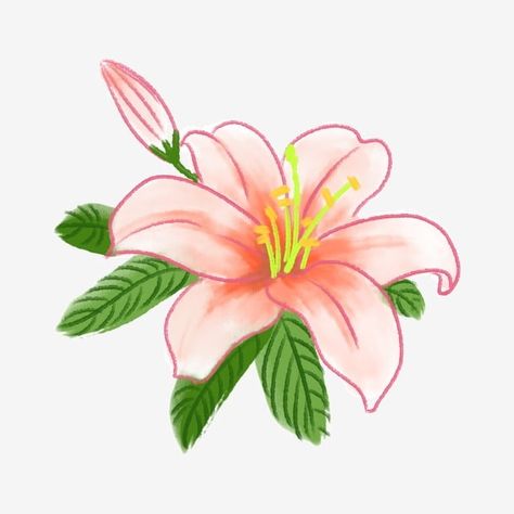 Cartoon Lily Flower, Easter Lily Tattoo, Lily Flower Illustration, Senior Logo, Lily Flower Drawing, Lily Illustration, Tiger Lily Flowers, Lily Drawing, Food Tattoo