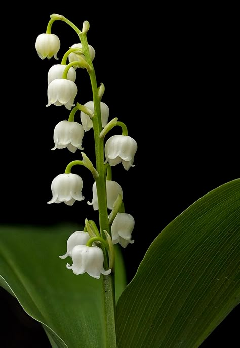 Lily Of The Valley Flowers, Valley Flowers, Hello May, Lily Of The Valley, Flower Pictures, Chrysanthemum, Anemone, Love Flowers, My Flower