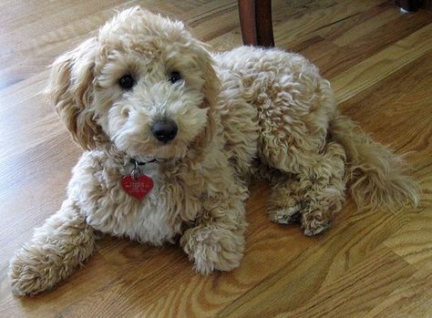 Poochon full grown Poochon Dog, Bichon Poodle Mix, Poochon Puppies, Bichon Poodle, Poodle Haircut, Fluffy Sheep, Poodle Grooming, Designer Dogs, Bear Dog