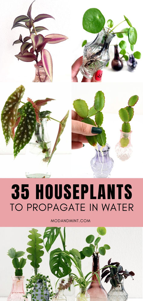 Collage image of different house plants being propagated in water. Text on image: 3 houseplants to propagate in water. Mod and mint dot com. Plants Grown In Water, Water Propagation, Propagate Plants, نباتات منزلية, Household Plants, Plant Hacks, Inside Plants, Indoor Plant Care, Hydroponic Gardening