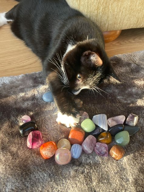 Crystals For Pets, Cats And Crystals, Aesthetic Sunlight, 2017 Aesthetic, Manifest Inspiration, Trinket Shelf, Crystals Aesthetic, Earth Baby, Displaying Crystals