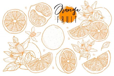 Fruit Orange, Fruit Vector, Fruit Wallpaper, Fruit Food, Fruit Illustration, Vector Sketch, Fruit Painting, Orange Fruit, Orange Art