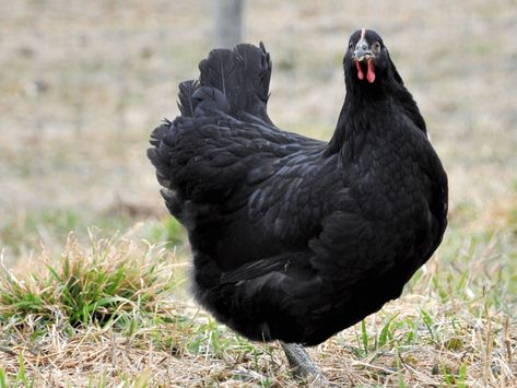 Black Jersey Giant Ameraucana Chicken, Jersey Giant, Heritage Chicken Breeds, Heritage Chickens, Giant Chicken, Meat Birds, Raising Chicks, Day Old Chicks, Black Chickens