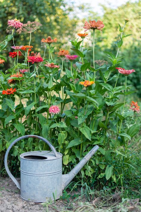 My Favorite Must-Grow Zinnias & Zinnia Growing Tips - Christine Covino Growing Zinnias, Flower Mix, Greenhouse Ideas, Gardening 101, Powdery Mildew, Growing Tips, Cut Flower Garden, Heirloom Seeds, Cactus Flower