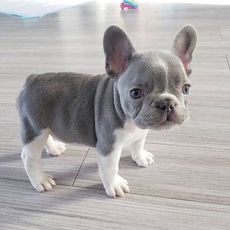 Super Cute Puppies, Frenchie Puppy, Baby Animals Pictures, Cute French Bulldog, Cute Little Puppies, French Bulldog Puppies, Baby Animals Funny