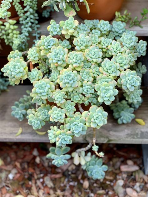 Sedum clavatum, commonly known as Tiscalatengo Gorge Sedum (Photo by Be Reyes. Used with permission. All rights reserved.) #sedum #succulent #succulents #cactiandsucculents #succupedia #worldofsucculents Sedum Succulent, Succulent Names, Grow Succulents, Sedum Plant, Vine And Branches, Organic Compost, Ice Plant, Colorful Succulents, Growing Succulents