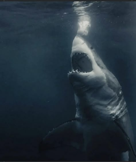 Shark Pictures, Shark Lover, Beautiful Sea Creatures, Ocean Vibes, Triple Goddess, White Sharks, Marine Biology, Great White Shark, Great White