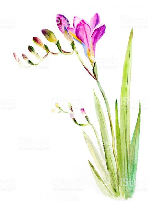 Chinese Painting Flowers, Freesia Flowers, Whimsical Art Paintings, Leaves Art, Watercolor Pictures, Watercolor Ideas, Watercolor Flower Art, Watercolor Flowers Paintings, Watercolor Paintings Tutorials