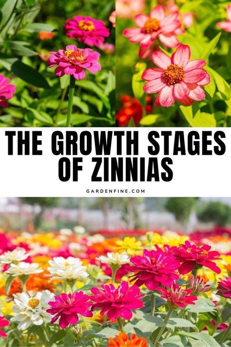 Save this pin to discover the captivating journey of Zinnia from seed to bloom, and unlock the secrets of its vibrant life cycle. #ZinniaGrowth #GardeningTips #FlowerLovers How To Grow Zinnias From Seed, When To Plant Zinnias, Grow Zinnias From Seed, Queen Red Lime Zinnia, Zinnia Queen Red Lime, Zinnia Garden, Zinnia Flowers, Cottage Garden Design, Garden Care