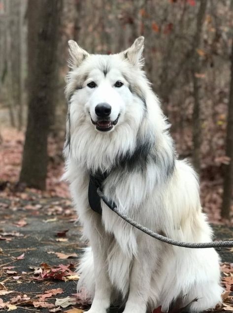 Native American Shepherd Dog Shiloh Shepherd Dog, American Alsatian, Native American Dog, Native American Indian Dog, American Indian Dog, Training Puppies, Shiloh Shepherd, Psychiatric Service Dog, Sled Dogs