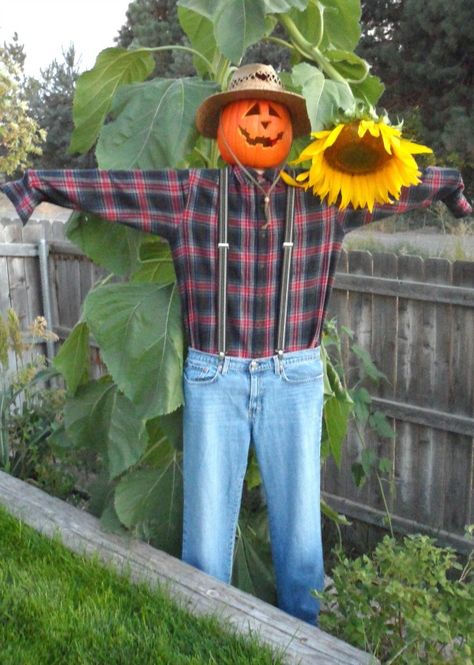 Easy, inexpensive DIY scarecrow you can use year after year to decorate for fall or Halloween. Tomato Cage Scarecrow, Standing Scarecrow Diy, Diy Large Scarecrow, How To Make A Scarecrow, Homemade Scarecrow For Garden, Outdoor Fall Decor Scarecrow, Homemade Scarecrows, Diy Sitting Scarecrow, Garden Scarecrows