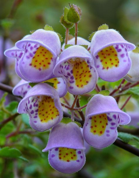 Jovellana violacea #2 | by J.G. in S.F. Teacup Flowers, Strange Flowers, Unusual Plants, Unusual Flowers, Rare Flowers, Unique Flowers, Exotic Plants, Exotic Flowers, Flower Beauty