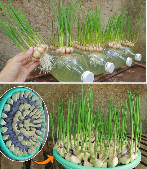 How to grow ginger, garlic and... - Green garden hacks Grow Garlic In Water, Growing Garlic From Cloves, Garlic Shoots, Grow Garlic, Growing Ginger, Tattoo Plant, Planting Garlic, Growing Garlic, Garden Hacks