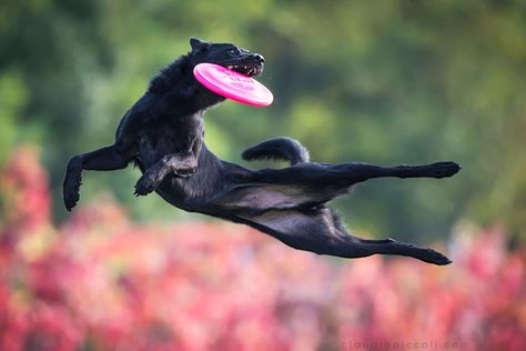 Dog Frisbee, Jumping Dog, Dog Jumping, Flying Dog, Dog Poses, Dog Photograph, Sporting Dogs, Photo Series, Dog Photography