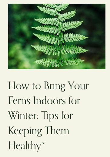 Learn all the steps to safely brining in ferns for the winter to put back out next year! How To Keep Ferns Alive In Winter, Winter Tips, Winter Hacks, Beautiful Plants, Outdoor Plants, Top Tips, The Outdoors, The Winter, Bring It On