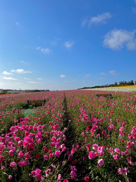 #carlsbad #flowers #pink #purple #green #fields #flowerfield #plants #water #wallpaper #wallpaperforyourphone #wallpaperideas #flowerwallpaper #bench Flower Field Iphone Wallpaper, Flower Field Painting Wallpaper, Carlsbad Flower Fields Photoshoot, Flower Fields Carlsbad, Flower Fields Netherlands, Water Wallpaper, Carlsbad Flower Fields, House Dream, Flowers Pink