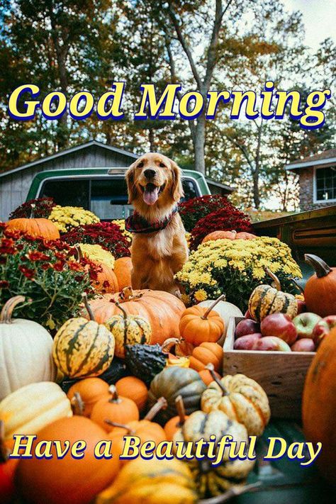 Good Morning Pumpkin Images, Fall Good Morning, Autumn Good Morning, Morning Meme, Afternoon Greetings, Good Morning Meme, Memory Quotes, Morning Gifs, Morning Sayings