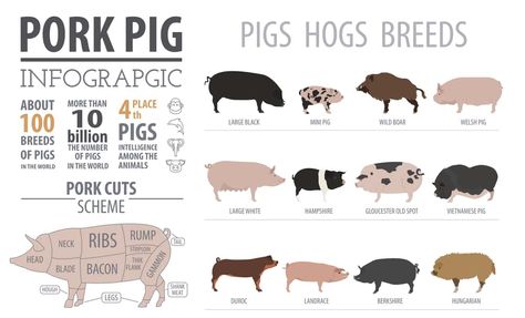 Duroc Pigs: Breed info, Lifespan, & Characteristics Hampshire Pig, Pigs Farm, Berkshire Pigs, Livestock Judging, Pig Showing, Pig Care, Pig Breeds, Raising Pigs, Raising Farm Animals