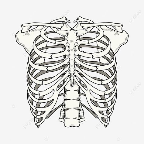 Backbone Drawing, Rib Cage Drawing, Tulang Rusuk, Hospital Cartoon, Skeleton Structure, Clothing Painting, Anatomy Science, Cartoon Car Drawing, Anatomy Bones