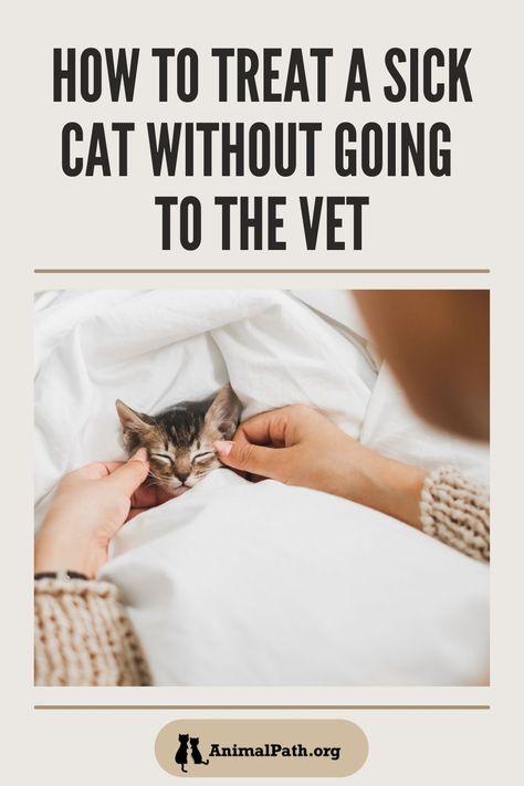 Cat Wounds, Cat Remedies, Sick Kitten, Cat Throwing Up, Cat Sneezing, Cat Cold, Cat Medicine, Cat Diseases, Sick Cat