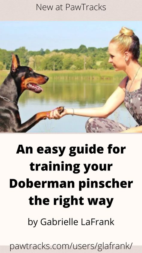 Training your Doberman pinscher might seem intimidating — they are a smart and active breed, after all. The truth is, though, that Dobies are incredibly eager to please, so you’re likely to have a dog who’s even more excited to learn than you are. Just don’t forget the treat bag! Doberman Pinscher Training, How To Train A Doberman Puppy, Doberman Puppy Training, Puppy Schedule, Dog Recall, Doberman Training, Black Doberman, Doberman Pinscher Puppy, Doberman Puppy