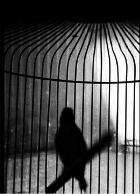 Vertical lines creating a space, both exposed and defined, birdcages are full of exquisite detail. Bird Cage Photography, Caged Bird Aesthetic, Birdcage Aesthetic, Caged Aesthetic, Donata Wenders, Genshin Ocs, Infinity On High, Broken Porcelain, Bird In A Cage