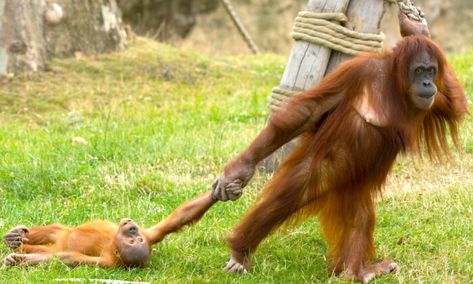 Baby Tantrums, All About My Mom, Unlikely Animal Friends, Sumatran Orangutan, Baby Orangutan, Great Ape, Safari Park, Monkey Business, Endangered Animals