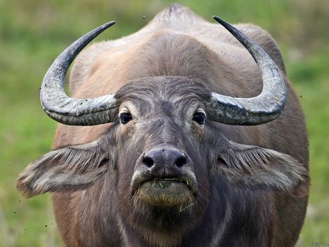 Wild Water Buffalo Buffalo Animal, Wild Water, African Buffalo, Wild Waters, Wildlife Reserve, Finishing School, Big Animals, Water Buffalo, African Elephant