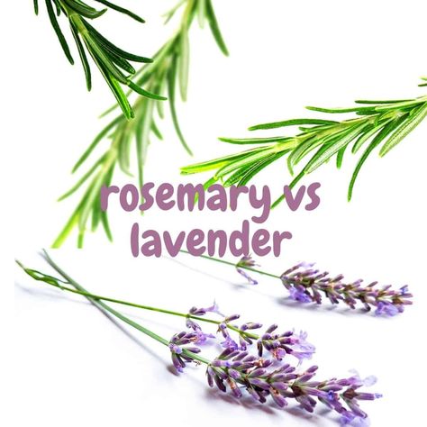 Flavor difference between rosemary and lavender. Planting Lavendar And Rosemary, Planting Lavendar, Lavender And Rosemary, Culinary Herbs, Lavender Roses, Essential Oils Rosemary, Fresh Rosemary, Drying Herbs, Essential Oil Blends