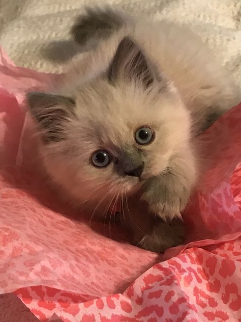 Blue Point Himalayan #yeti #spoiled Himalayan Cats, Persian Kitty, Exotic Shorthair Cat, Birman Cat, Himalayan Cat, Beautiful Kittens, Exotic Shorthair, Blue Point, Pretty Kitty