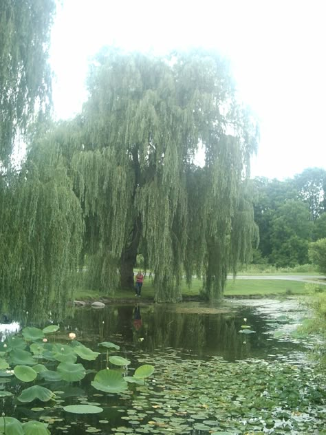 Weeping Willow Aesthetic, Willows Aesthetic, Wisteria Trees, Willow Trees, Weeping Willow Tree, Wisteria Tree, Arte Grunge, Love The Earth, Weeping Willow