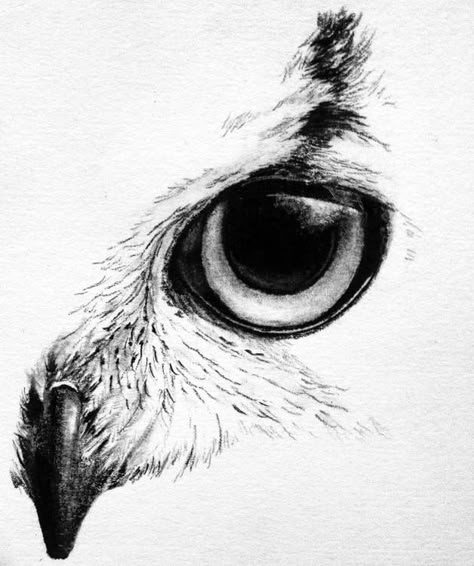 kayfoart — commission Owl Drawing Simple, Owl Tattoo Drawings, Owl Sketch, Realistic Eye Drawing, Bird Sketch, Owl Tattoo Design, Eye Sketch, Owl Eyes, Sketch Tattoo