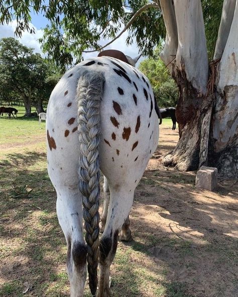 Horse Mane Braids, Horse Hair Braiding, Horse Braiding, Horse Mane, Horse Camp, Appaloosa Horse, Med Tech, Horse Tail, Barrel Horse