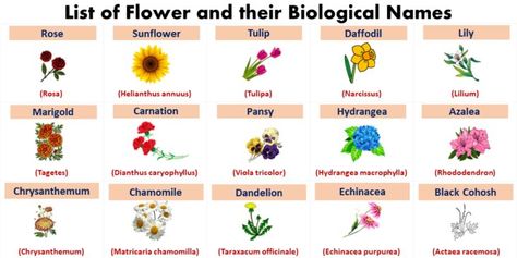 Flowers Scientific Names with English Names Scientific Names Of Flowers, Animals And Their Sounds, Ielts Essay, Essay Samples, Dianthus Caryophyllus, English Names, Hydrangea Macrophylla, Sample Essay, Echinacea Purpurea