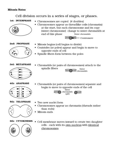 Mitosis Notes Worksheet Mitosis Notes, Mitosis Worksheet, Handwriting Worksheet, Science Cells, Cells Worksheet, Biology Worksheet, Biology Classroom, Matching Worksheets, Division Worksheets