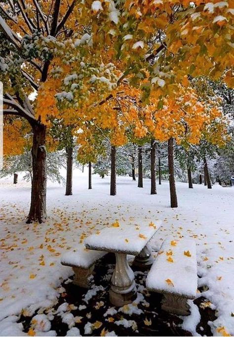 I Love Winter, Autumn Scenes, Winter Scenery, Winter Magic, Winter Beauty, Snow Scenes, Autumn Beauty, Winter Wonder, Winter Is Coming