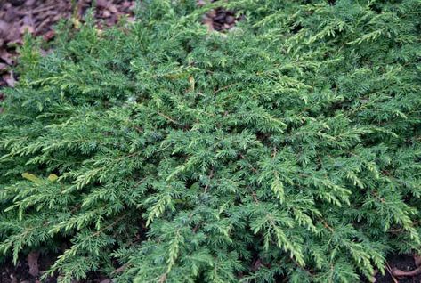 Tidy and compact, Juniperus communis 'Green Carpet' (Common Juniper) is a slow-growing, prostate, evergreen shrub forming a lovely dense carpet. Its spring foliage of bright green, needle-like leaves turns dark green as it matures. Extremely hardy and adaptable, this creeping Juniper makes a wonderful groundcover, is perfect for covering slopes or rock gardens. Evergreen Bush, Juniperus Communis, Purple Clematis, Clematis Montana, Trailing Flowers, Fragrant Garden, Small Shrubs, Planting Shrubs, Covered Garden