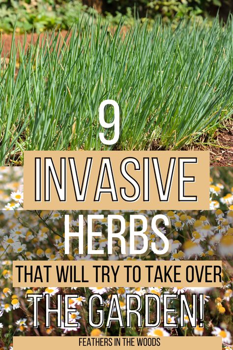 Herbs that want to take over your garden Herbs In Garden Ideas, Simple Herb Garden Ideas, Backyard Herb Garden Ideas Landscapes, What Herbs Are Perennials, Herbs In Flower Bed, Outdoor Herb Garden Design Layout, Planting An Herb Garden Outside, Herb Garden In Ground, Garden Herbs Outdoor Planters